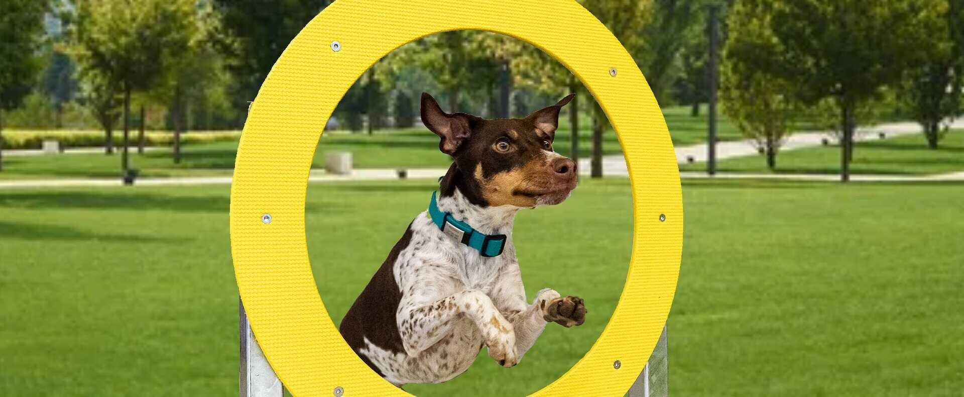 Agility - Hundespielplatz